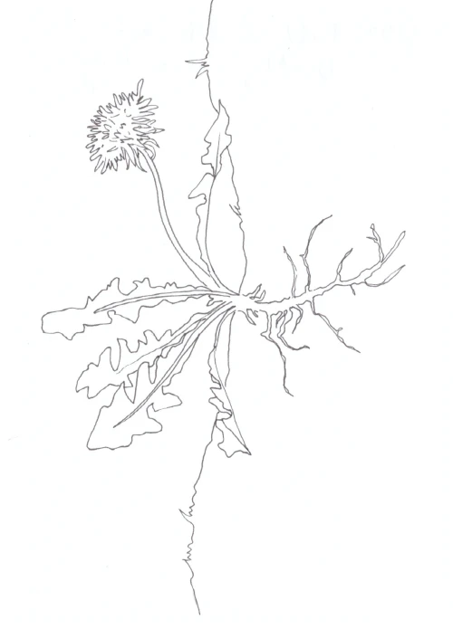 100 Women Challenge — 72 - Sustainable This, Sustainable That — Ink drawing by Roberta Gattel