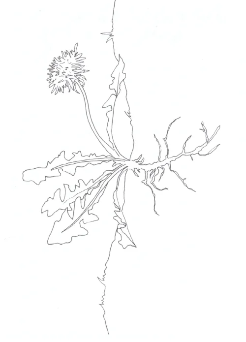 100 Women Challenge — 72 - Sustainable This, Sustainable That — Ink drawing by Roberta Gattel