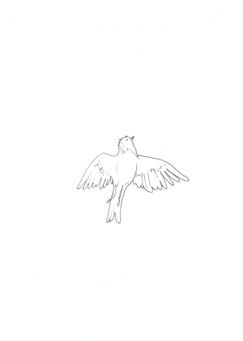 100 Women Challenge — 97 - Against White Feminism — Ink drawing by Roberta Gattel